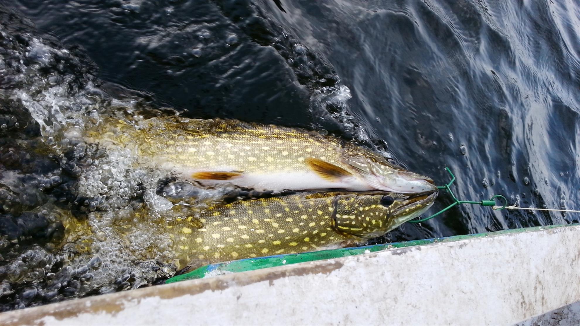 Stiucareala - La remorca...una a ajuns inapoi acasa